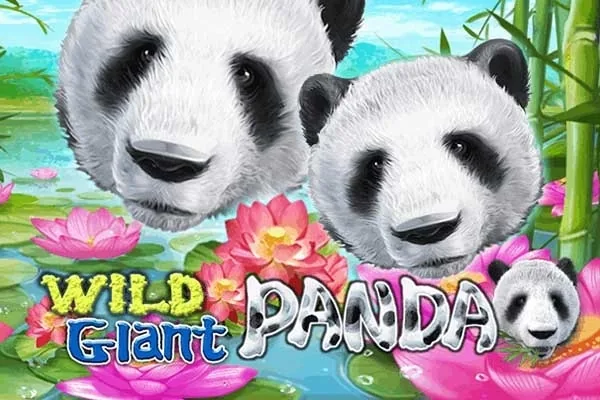 Wild Giant Panda